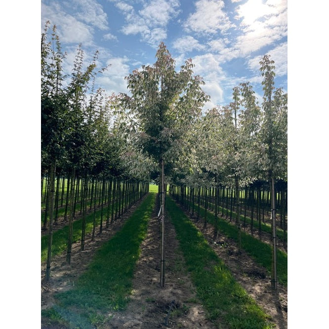 Asklönn - Acer negundo 'Flamingo' - Stammens omkrets 14-16 cm, höjd 3,5-4 meter, HS,